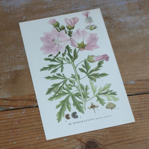 Florabild - Rosenkattost