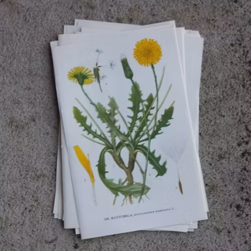 Florabild - Rotfibbla