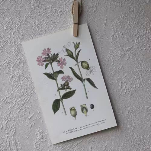 Florabild - Rödblära, Vitblära