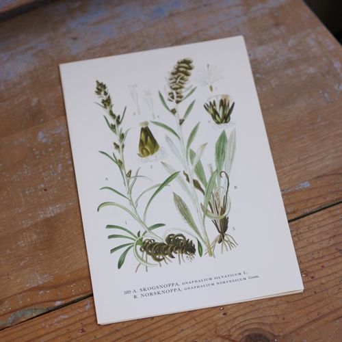 Florabild - Skogsnoppa, Nornoppa