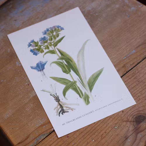 Florabild - Smalbladig Lungört