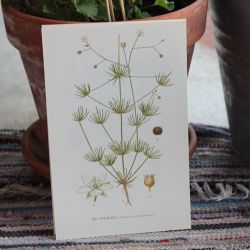 Florabild - Spergel