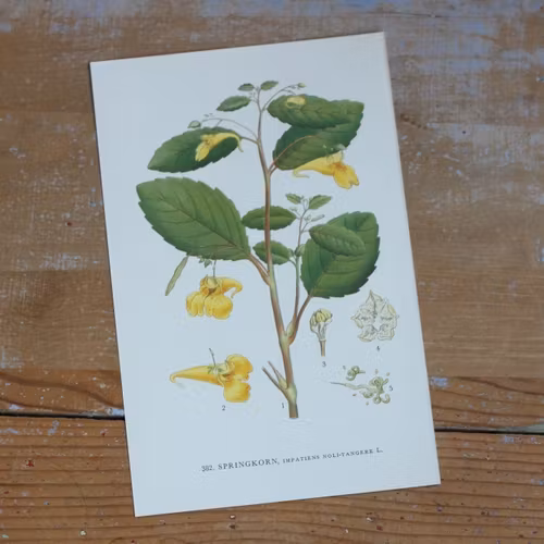 Florabild - Springkorn