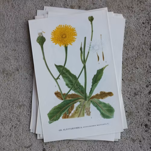 Florabild - Slåtterfibbla