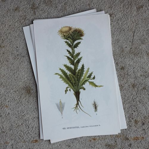 Florabild - Spåtistel