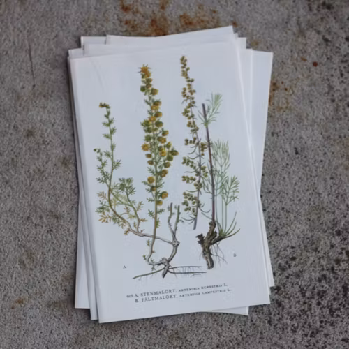 Florabild - Stenmalört, Fältmalört