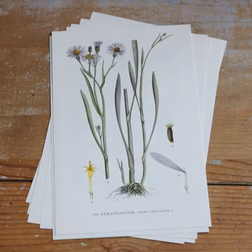 Florabild - Strandaster