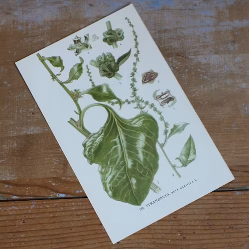 Florabild - Strandbeta