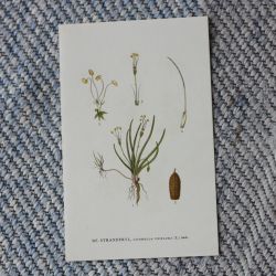 Florabild - Strandpryl