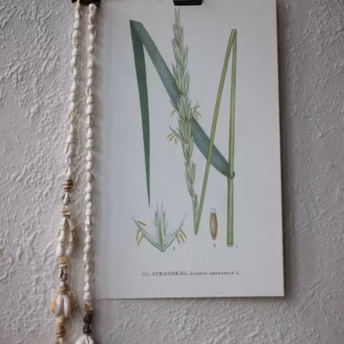 Florabild - Strandråg