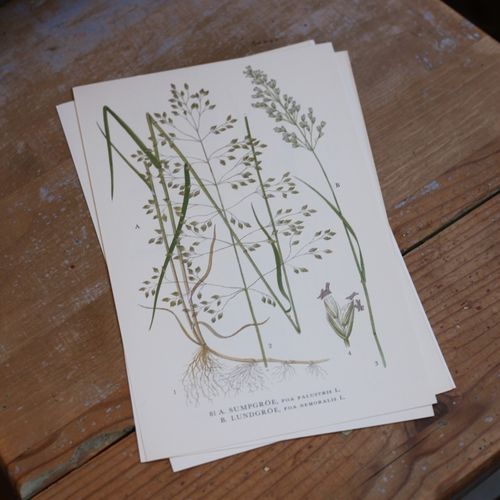 Florabild - Sumpgröe, Lundgröe