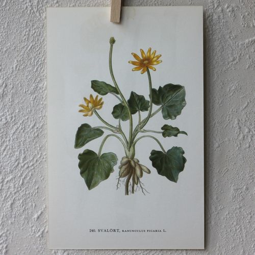 Florabild - Svalört
