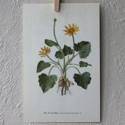 Florabild - Svalört