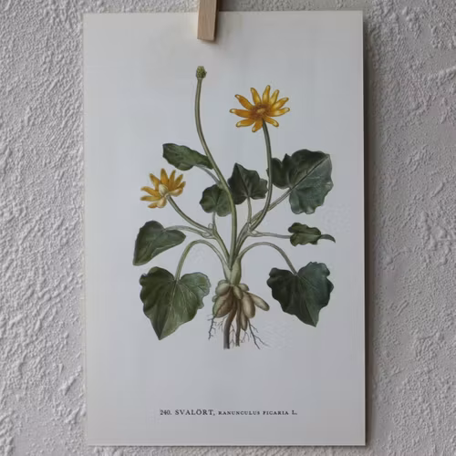 Florabild - Svalört