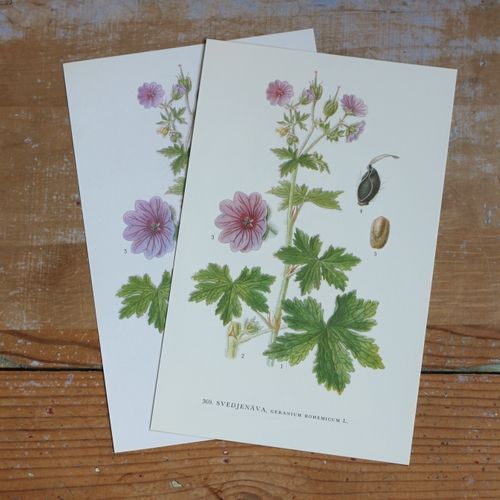 Florabild - Svedjenäva