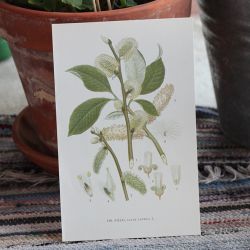Florabild - Sälg