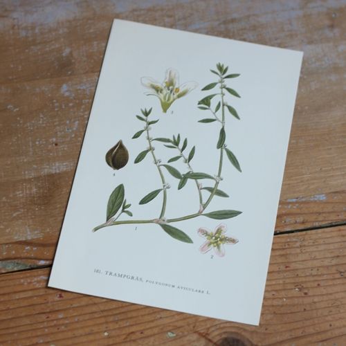 Florabild - Trampgräs