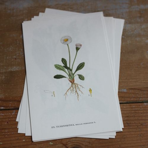 Florabild - Tusensköna
