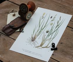 Florabild - Tuvstarr, Småstarr