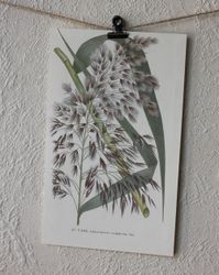 Florabild - Vass