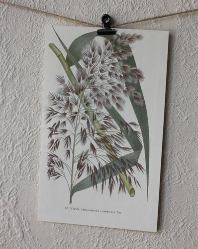 Florabild - Vass