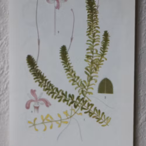 Florabild - Vattenpest