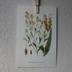 Florabild - Vejde