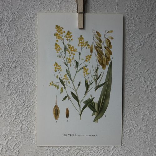 Florabild - Vejde