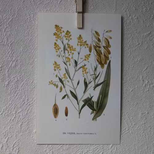 Florabild - Vejde