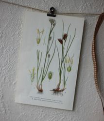 Florabild - Vitag, Brunag