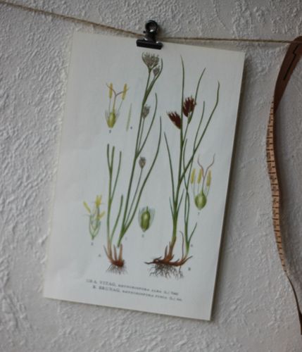 Florabild - Vitag, Brunag