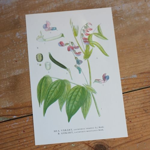Florabild - Vårärt, Gökärt
