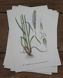 Florabild - Ängskavle