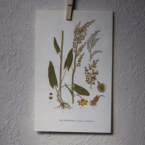 Florabild - Ängssyra