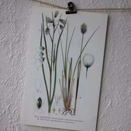 Florabild - Ängsull, Tovull