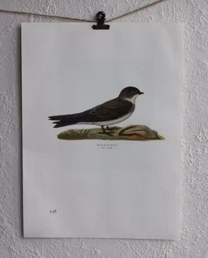 Fågelbild - Backsvala