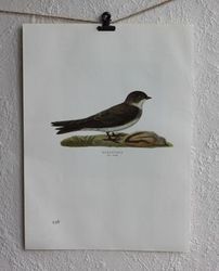 Fågelbild - Backsvala