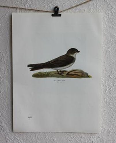 Fågelbild - Backsvala