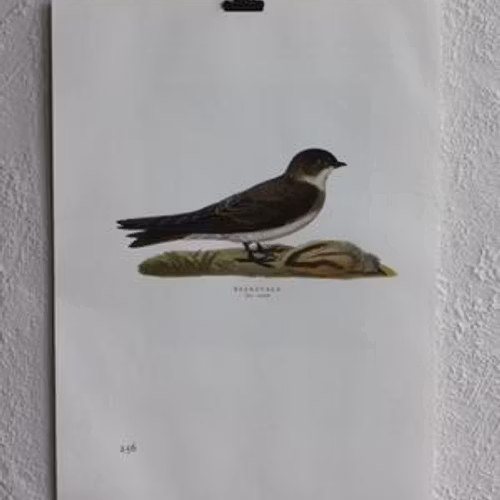 Fågelbild - Backsvala