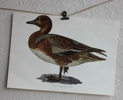 Fågelbild - Bläsand