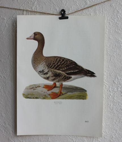 Fågelbild - Bläsgås
