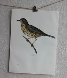 Fågelbild - Dubbeltrast
