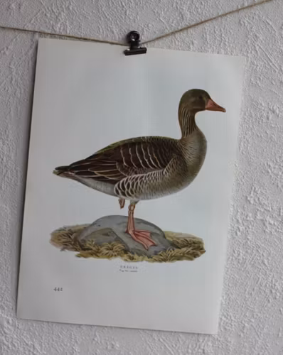 Fågelbild - Grågås