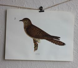 Fågelbild - Gök