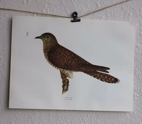 Fågelbild - Gök
