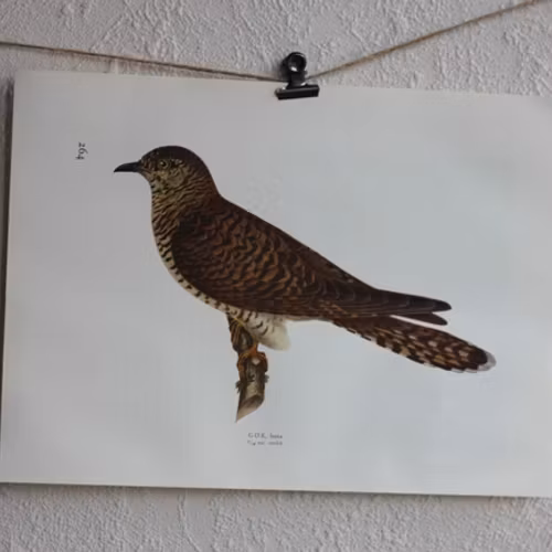 Fågelbild - Gök