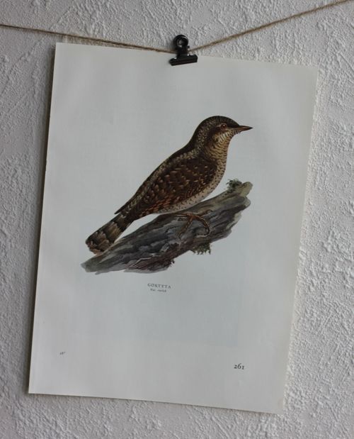 Fågelbild - Göktyta