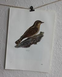 Fågelbild - Göktyta