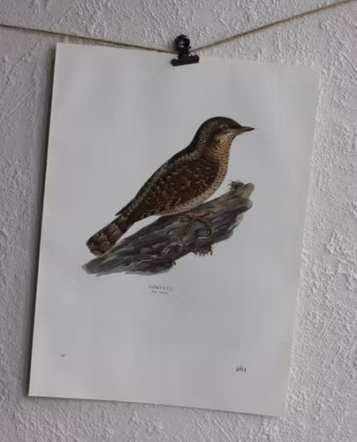 Fågelbild - Göktyta