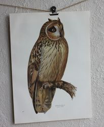 Fågelbild - Jorduggla